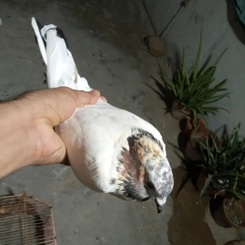 500 rupy par dena hai total 3 kabotr hai — photo 2