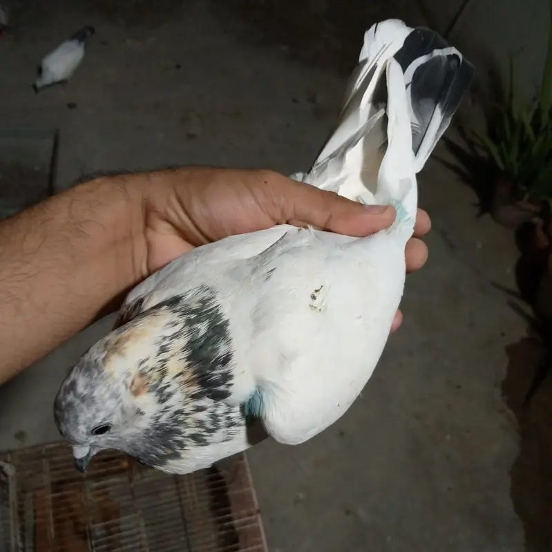 500 rupy par dena hai total 3 kabotr hai — photo 3