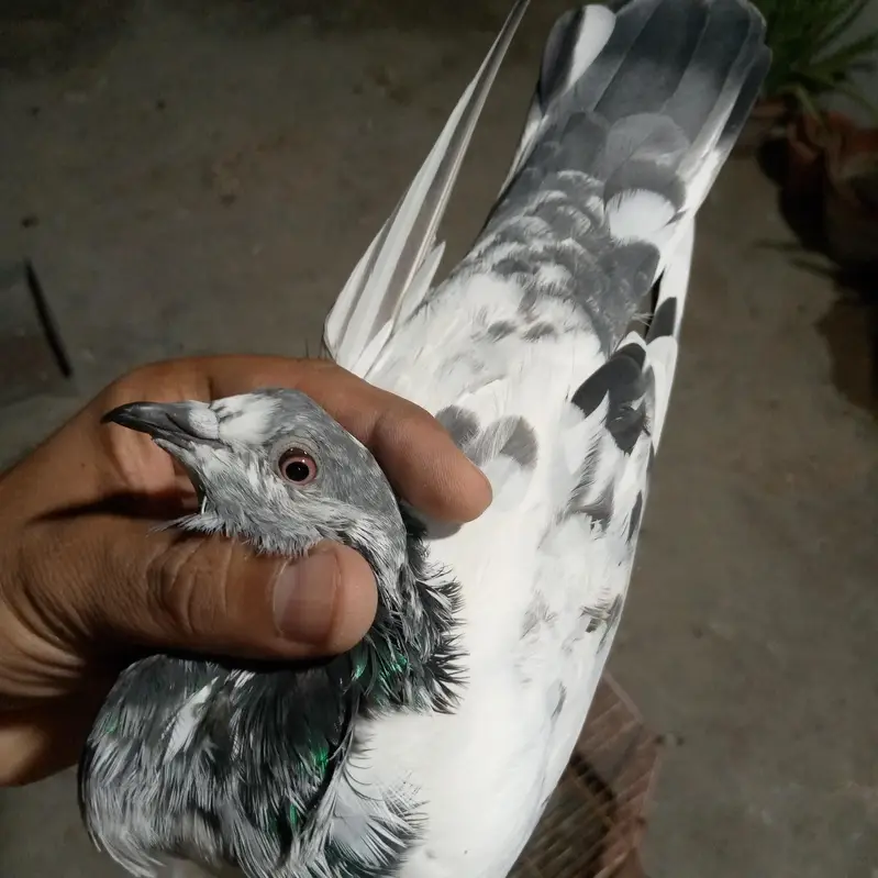 500 rupy par dena hai total 3 kabotr hai — photo 4