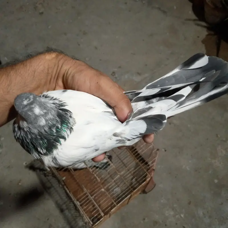 500 rupy par dena hai total 3 kabotr hai — photo 6