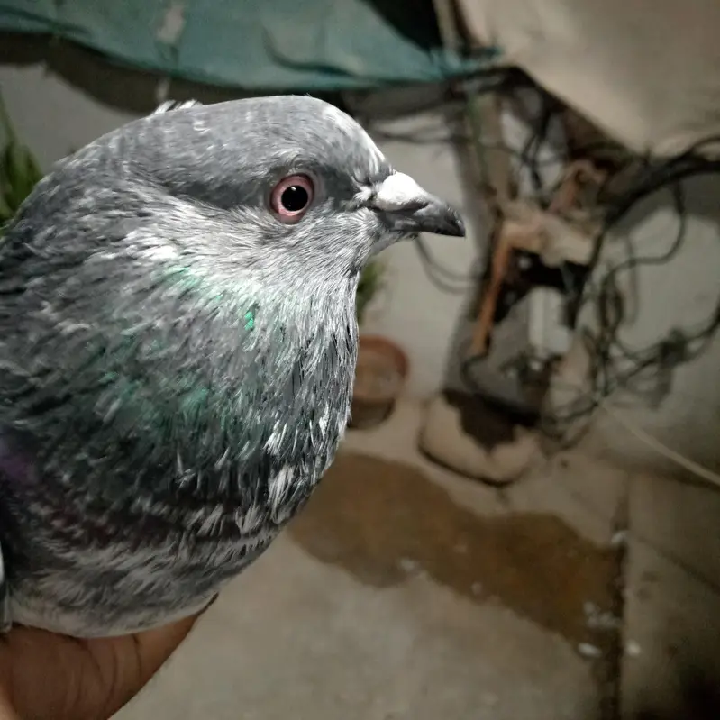 500 rupy par dena hai total 3 kabotr hai — photo 7