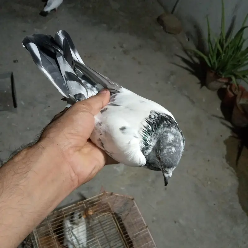 500 rupy par dena hai total 3 kabotr hai — photo 8