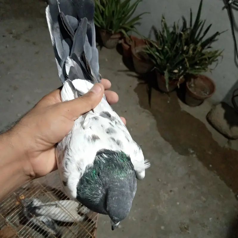 500 rupy par dena hai total 3 kabotr hai — photo 9