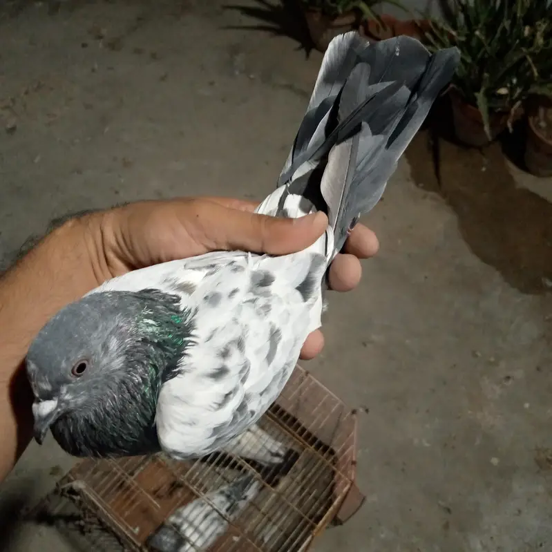 500 rupy par dena hai total 3 kabotr hai — photo 10