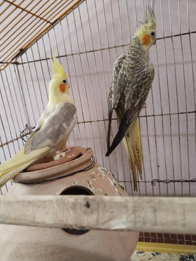 beautiful breeder cocktail parrots pair