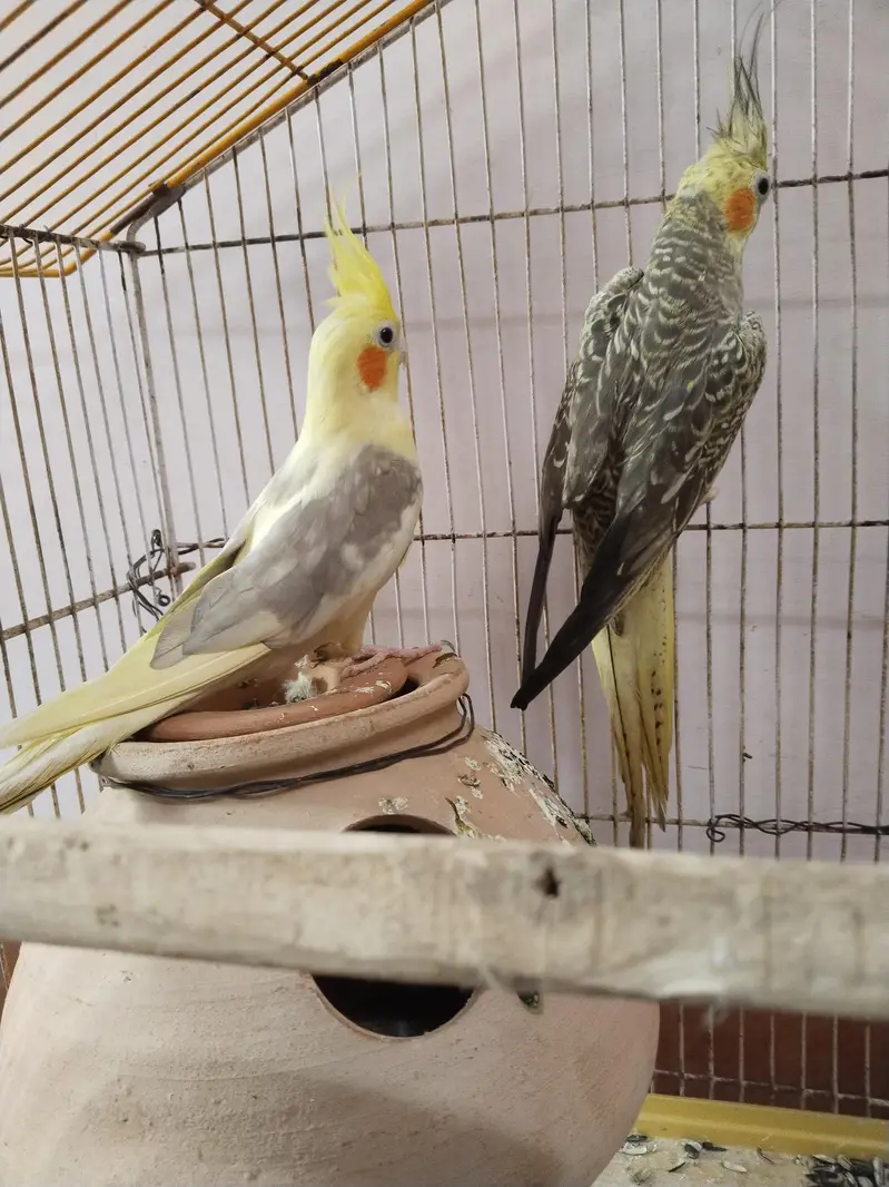 beautiful breeder cocktail parrots pair — photo 2