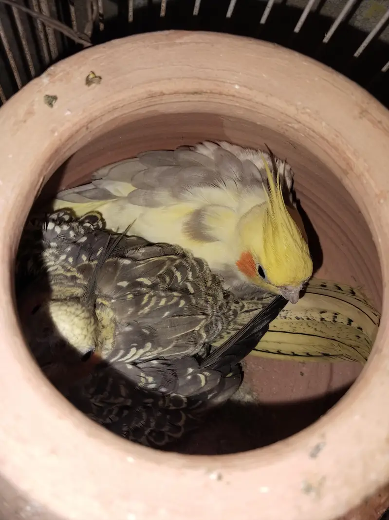beautiful breeder cocktail parrots pair — photo 3