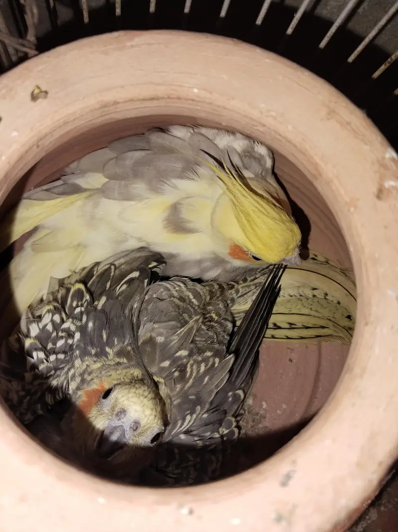 beautiful breeder cocktail parrots pair — photo 4