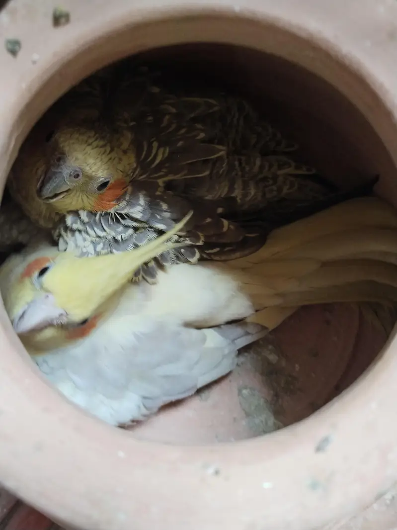 beautiful breeder cocktail parrots pair — photo 5