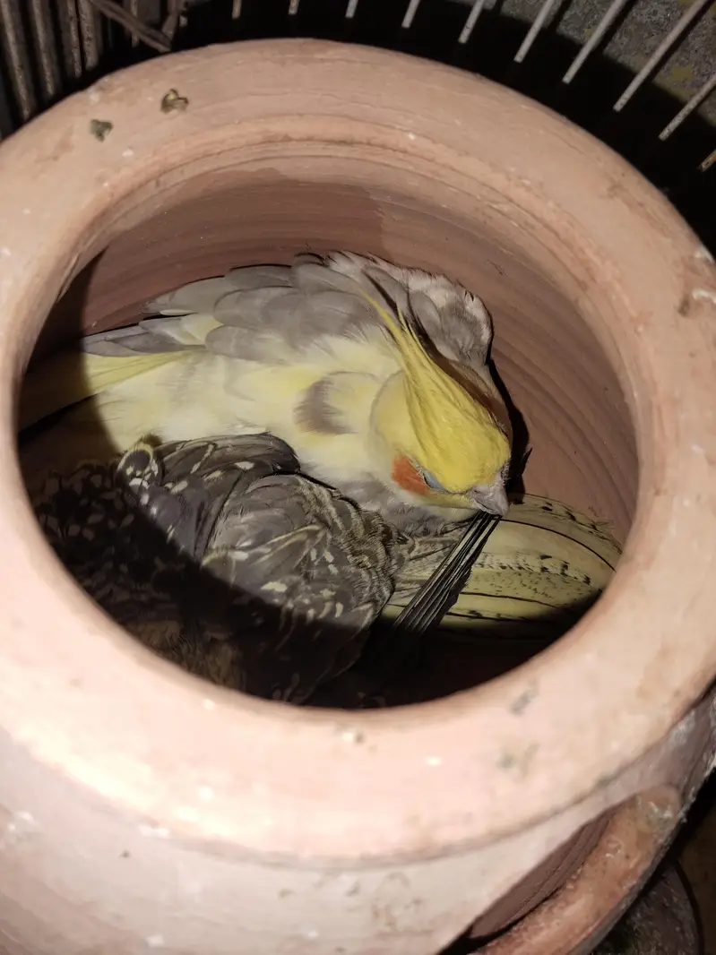 beautiful breeder cocktail parrots pair — photo 6