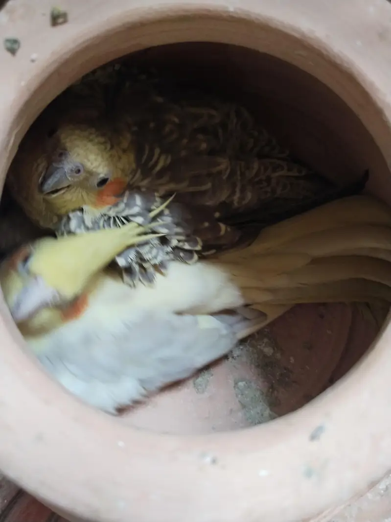 beautiful breeder cocktail parrots pair — photo 7