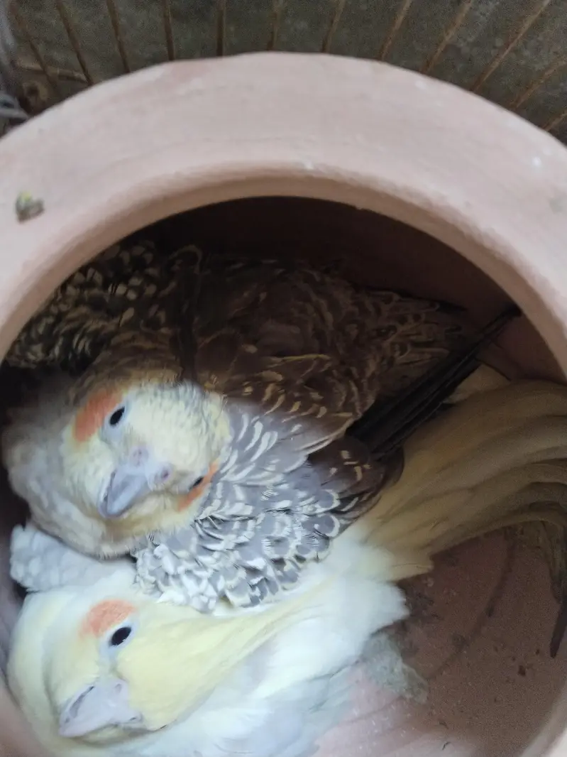 beautiful breeder cocktail parrots pair — photo 8