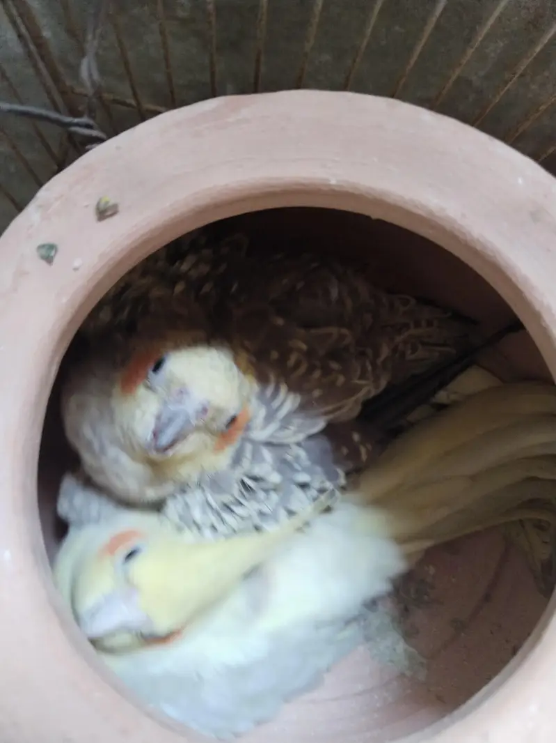 beautiful breeder cocktail parrots pair — photo 9