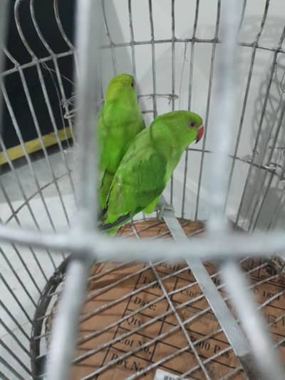 pair of Healthy Indian ringneck parrots for sale