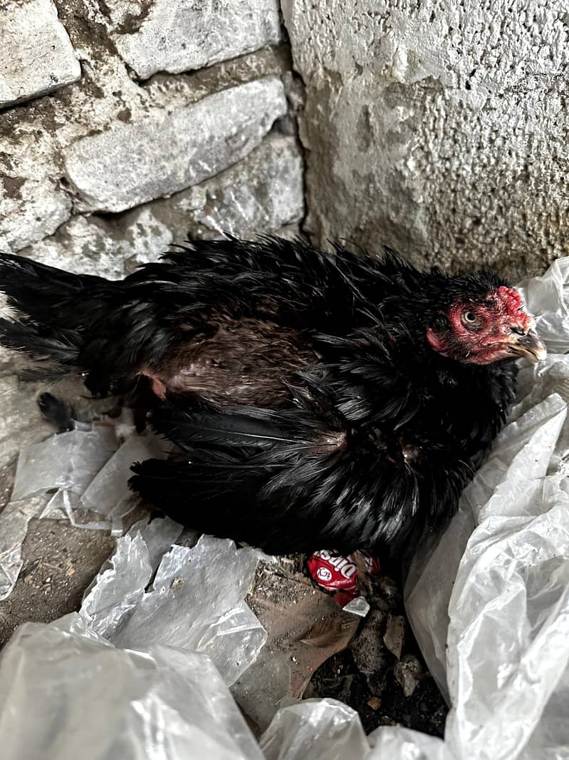 Meanwali Chicks 11