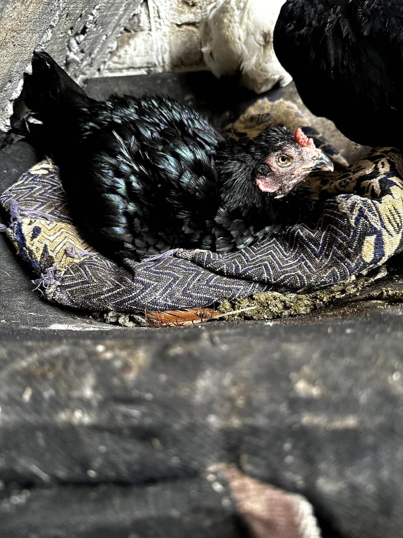 Meanwali Chicks 12