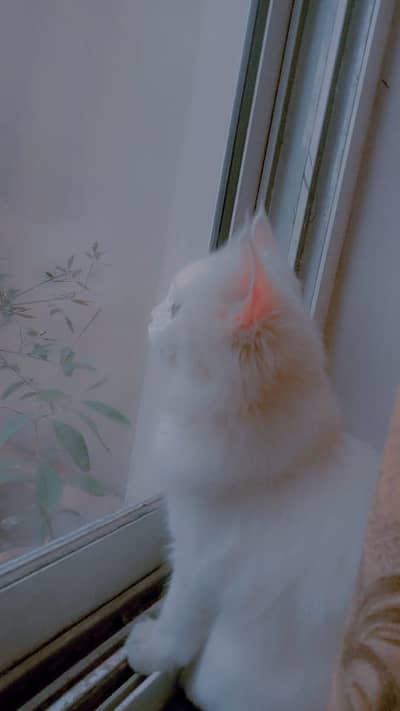 White Persian Cat with Grey Eyes