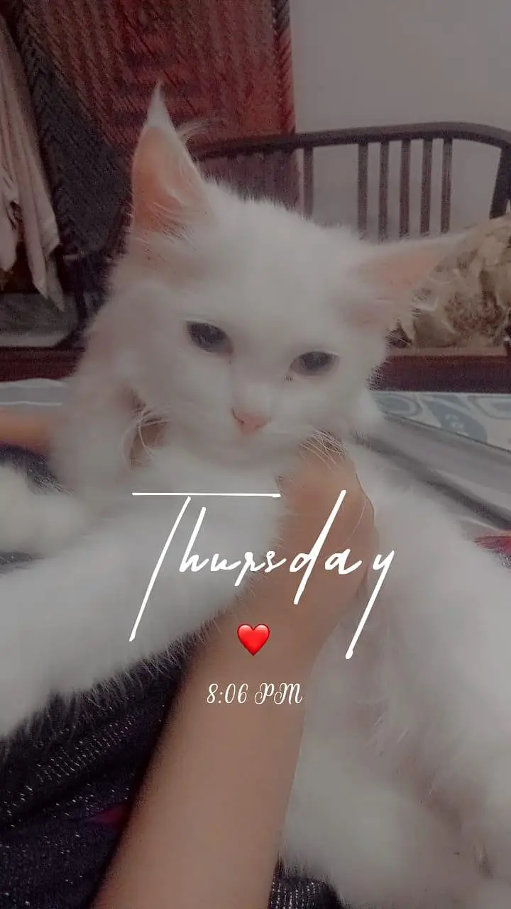 White Persian Cat with Grey Eyes — photo 2