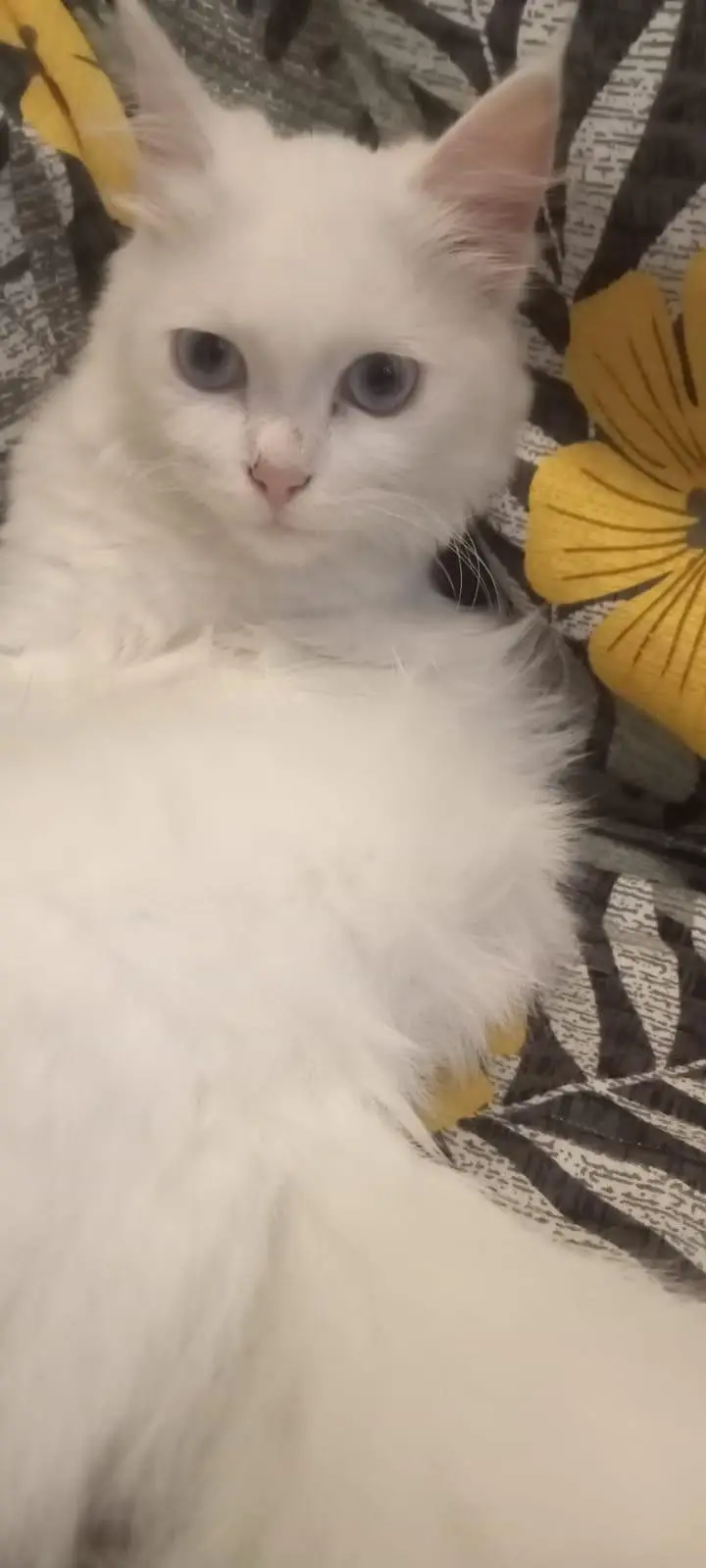 White Persian Cat with Grey Eyes — photo 3