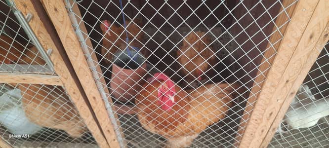 Healthy Golden Buff for Sale – Excellent Quality