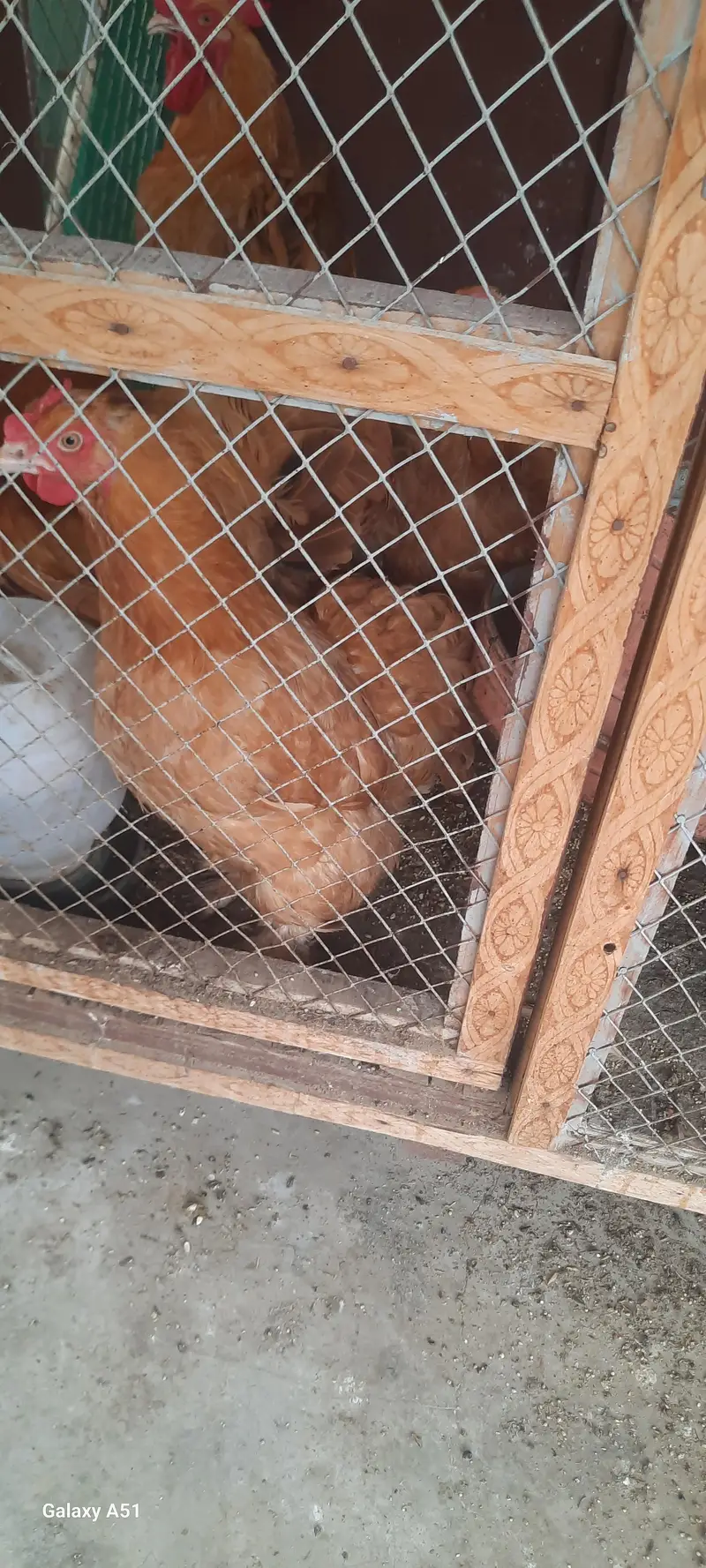 Healthy Golden Buff for Sale – Excellent Quality — photo 5