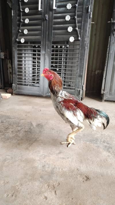aseel breeder pair