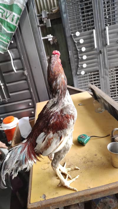 aseel breeder pair