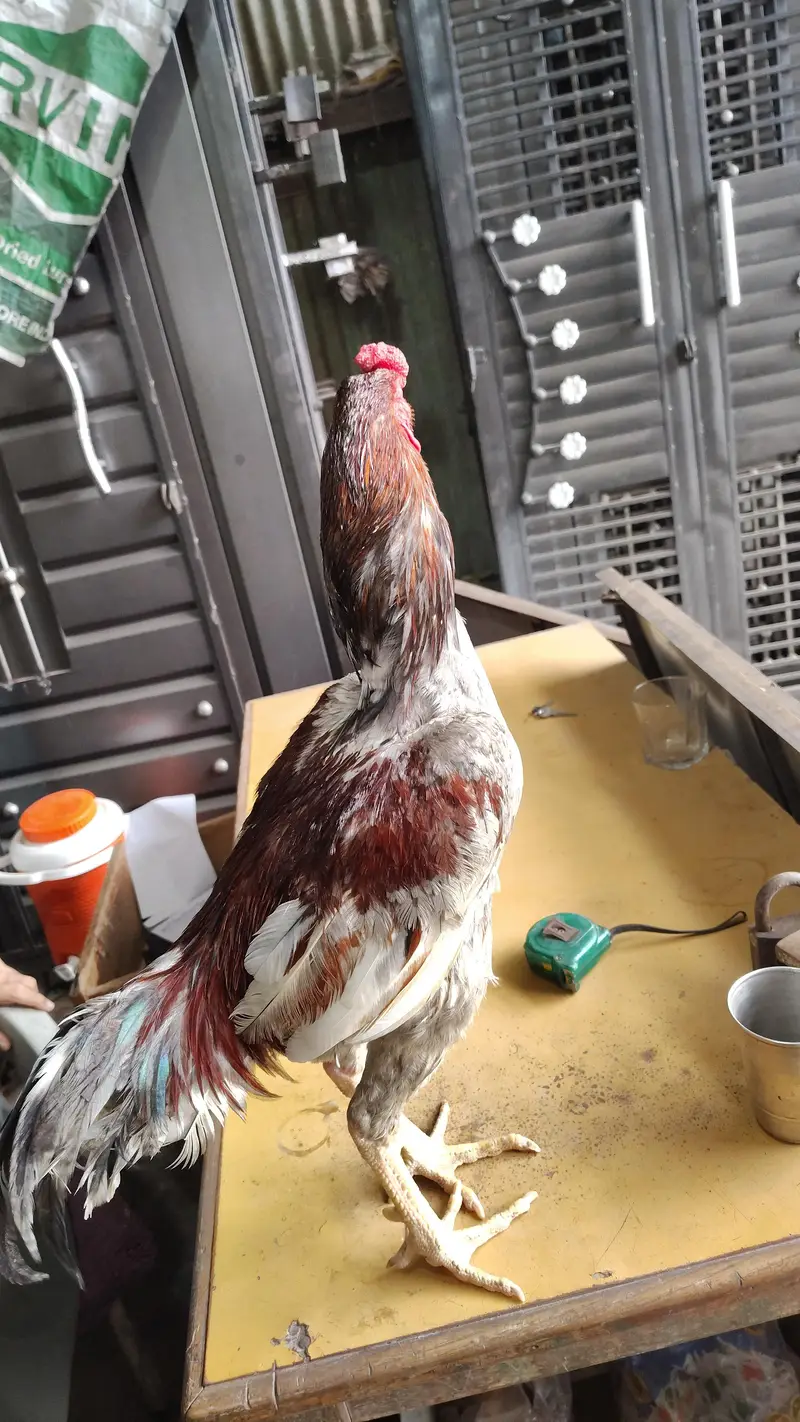 aseel breeder pair — photo 2