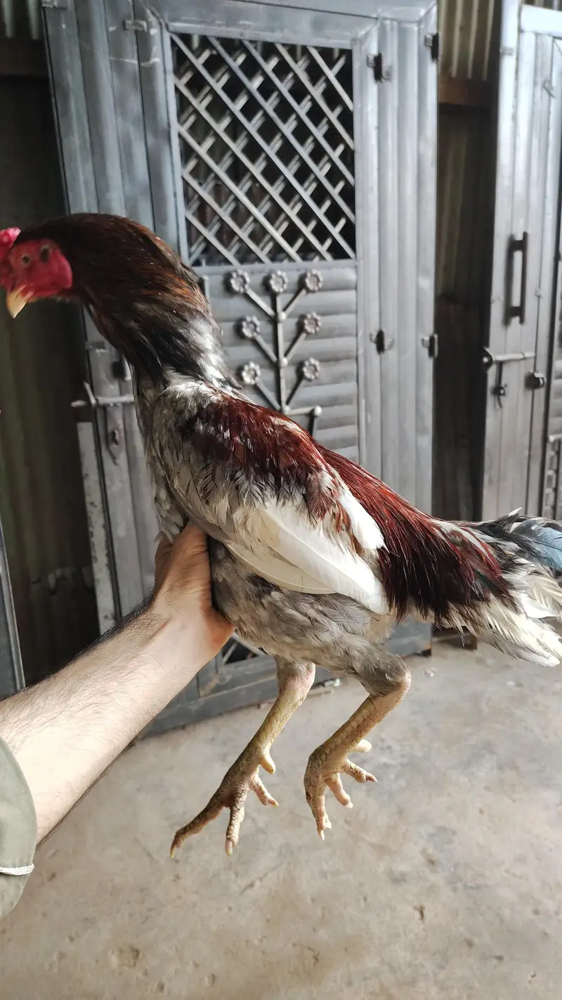 aseel breeder pair — photo 3