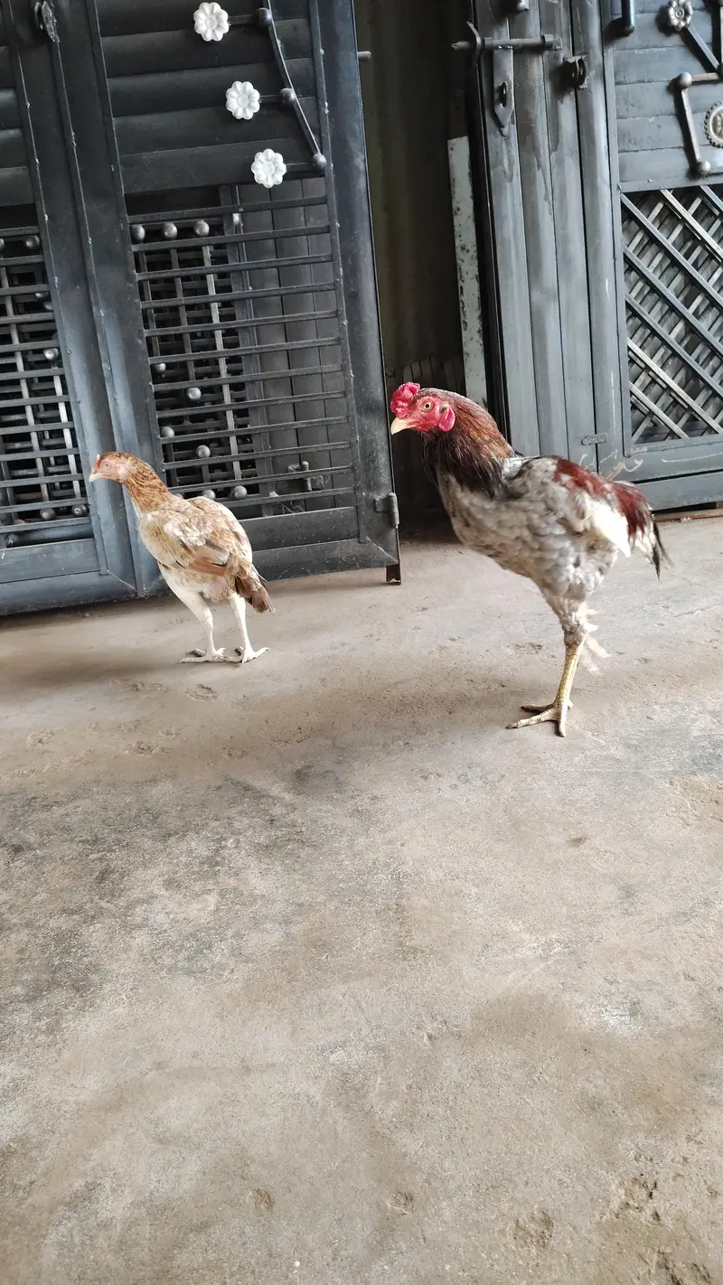 aseel breeder pair — photo 4