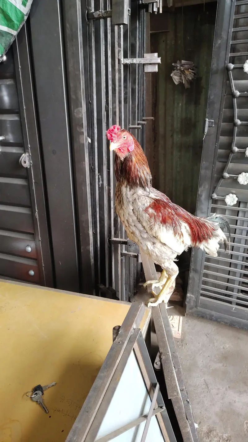 aseel breeder pair — photo 5