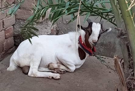 Chaudhry fancy teddy breed bakra
