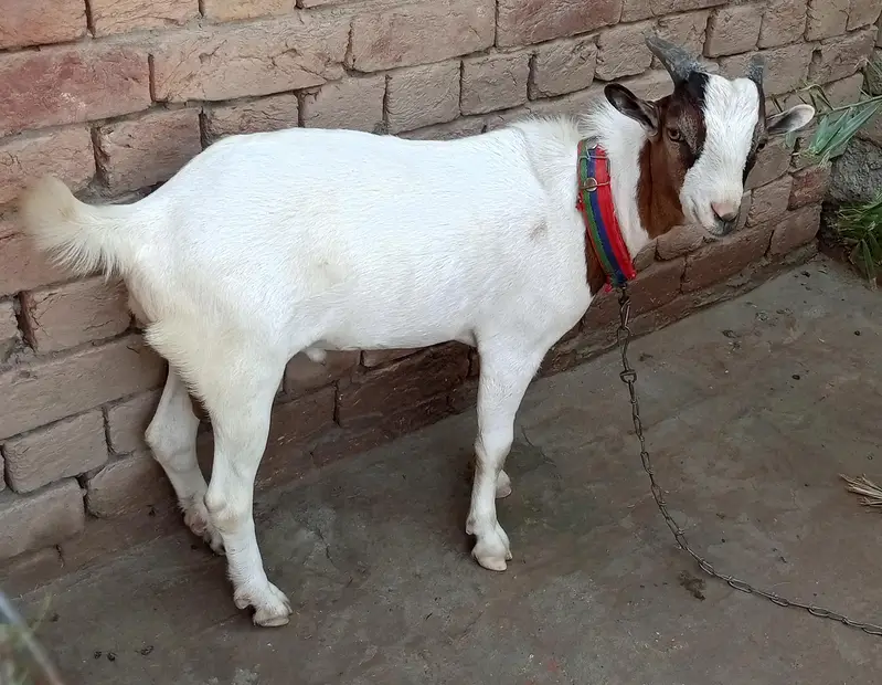 Chaudhry fancy teddy breed bakra — photo 2