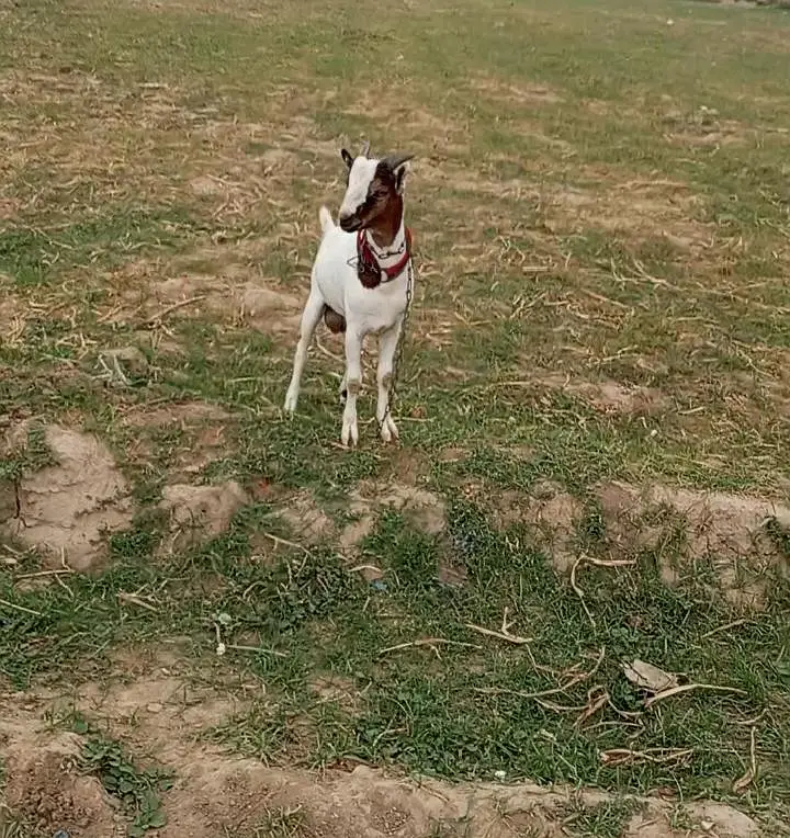Chaudhry fancy teddy breed bakra — photo 3