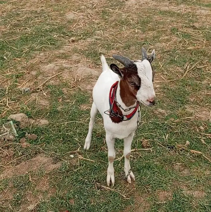 Chaudhry fancy teddy breed bakra — photo 4