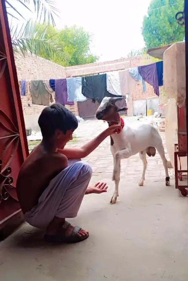 Chaudhry fancy teddy breed bakra — photo 5