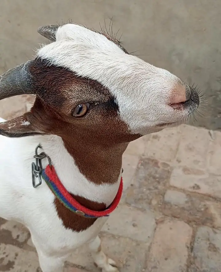 Chaudhry fancy teddy breed bakra — photo 6