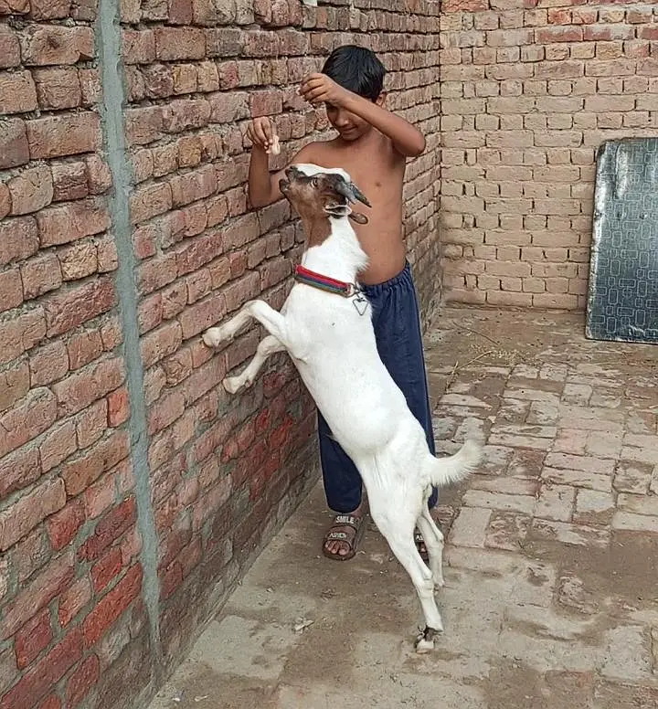 Chaudhry fancy teddy breed bakra — photo 7
