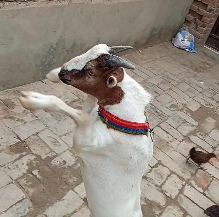 Chaudhry fancy teddy breed bakra — photo 8