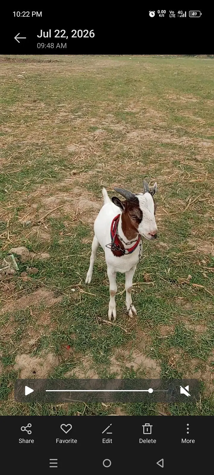 Chaudhry fancy teddy breed bakra — photo 9