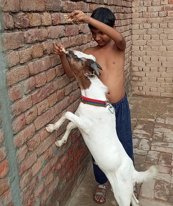 Chaudhry fancy teddy breed bakra — photo 10