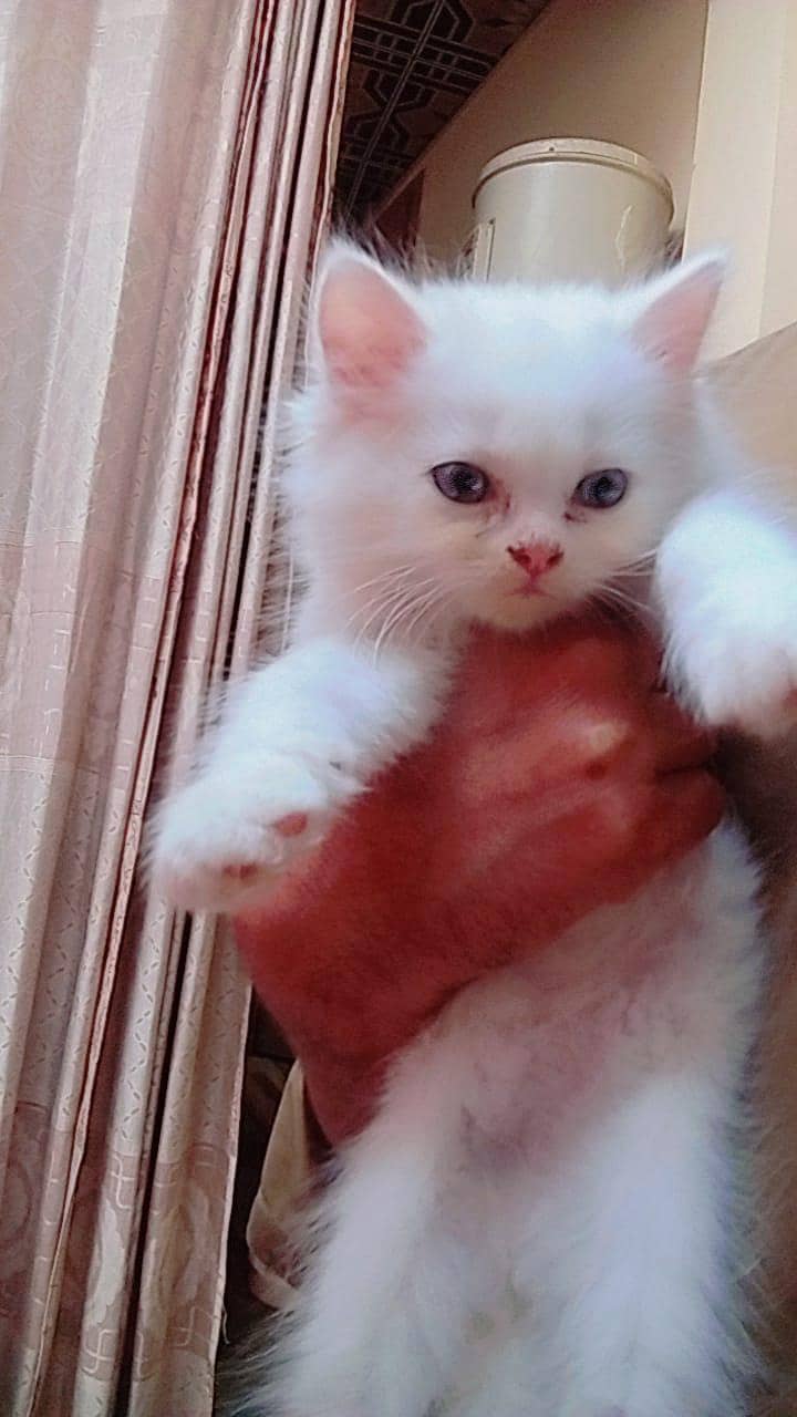 cutest kittens 0