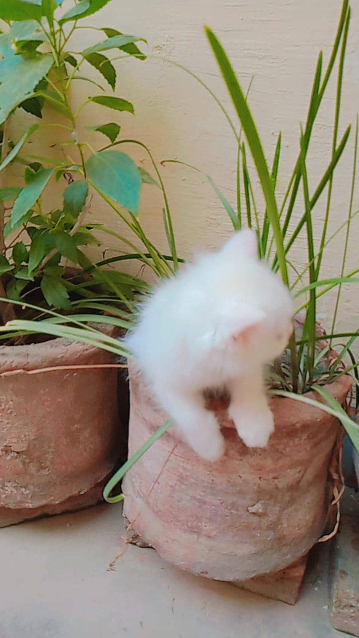 cutest kittens 1