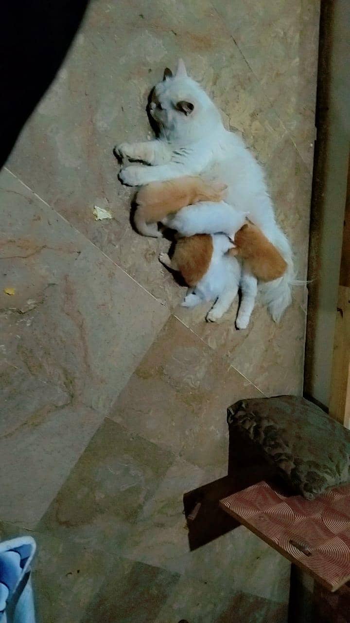 cutest kittens 2