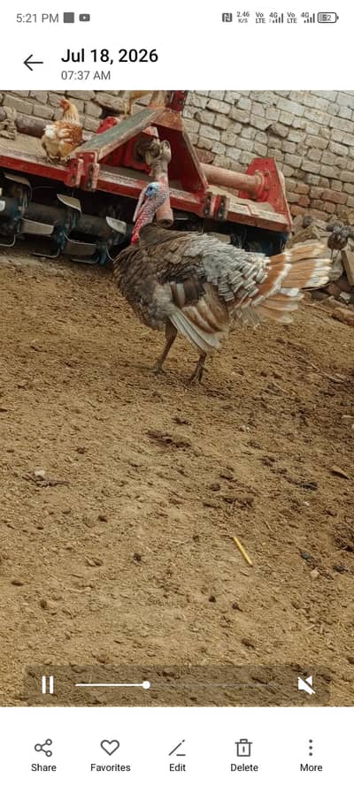 for sale turkey