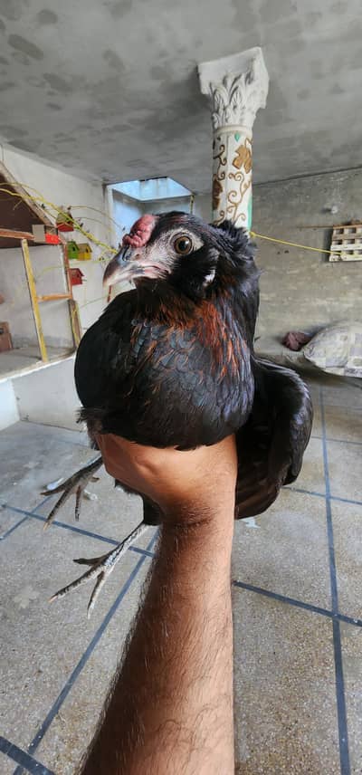 rare breed americuana
