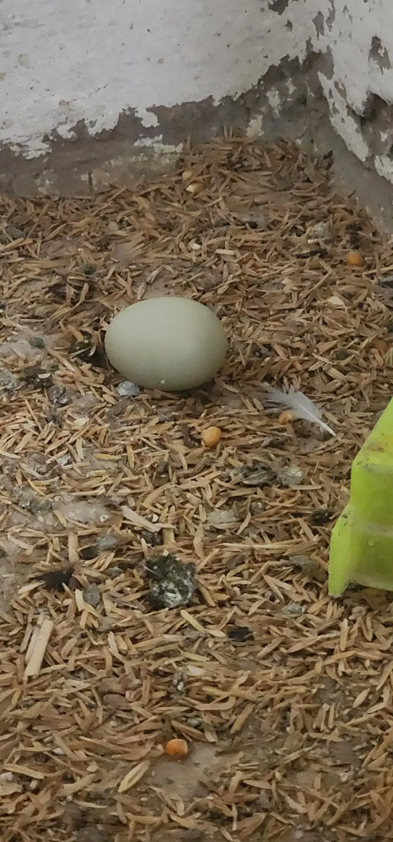 rare breed americuana — photo 3