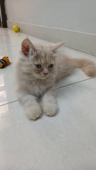 Persian kittens