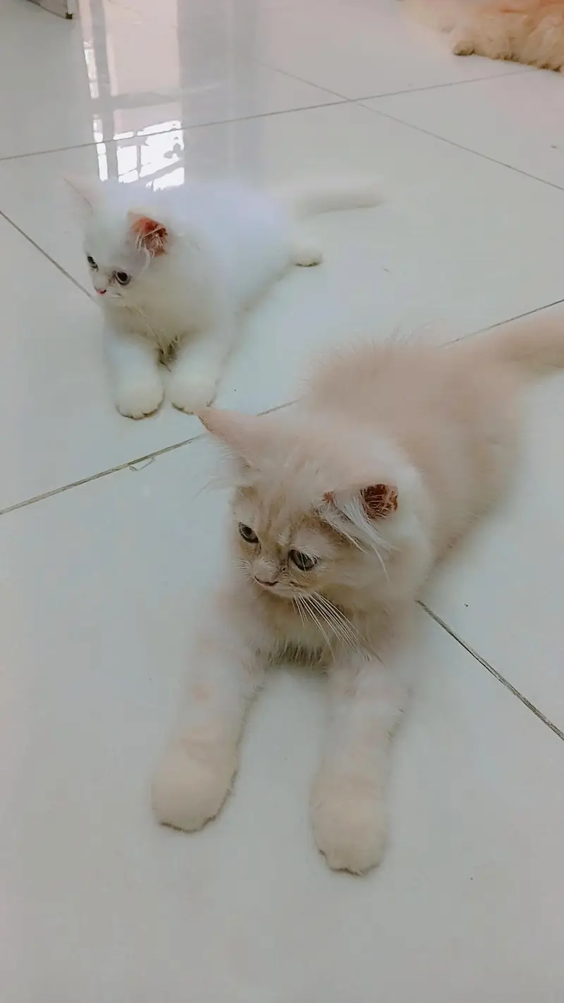 Persian kittens — photo 2