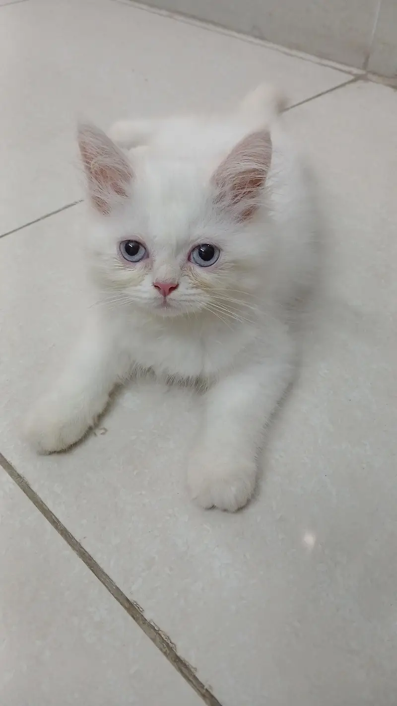 Persian kittens — photo 3